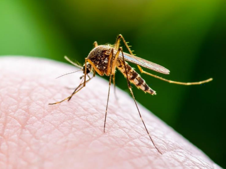 Future: Reducing Rate of Mosquito-Borne Diseases through Genetic Engineering